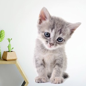 PASTELOWE LOVE - WALL STICKER KITTEN