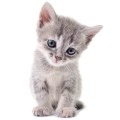 wall sticker kitten