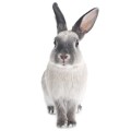 rabbit harry wall sticker