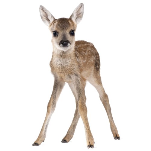 wall sticker roe-deer