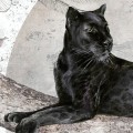 wallpaper black panther