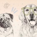 wallpaper doggies rainbow